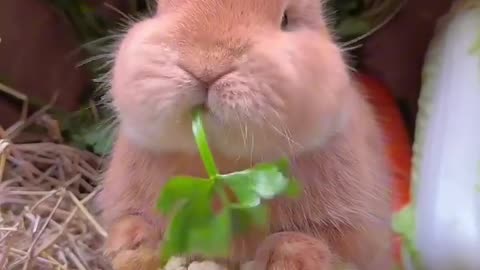 Cute rabbit loving to eat vegetables 🤤