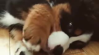Adorable puppy playing with ball