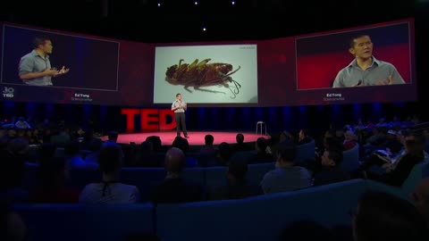 Ed Yong - (modified host behaviour) - Suicidal wasps, zombie roaches and other parasite tales