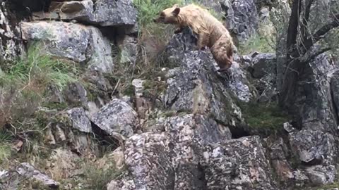 Bear Struggles To Get Out Of Strong Current