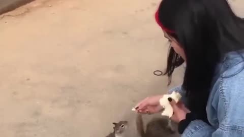 Girl feeds cute squirrels bread,and gives them water 💞