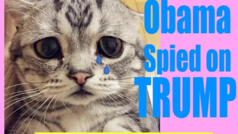 Obama Spied on Trump