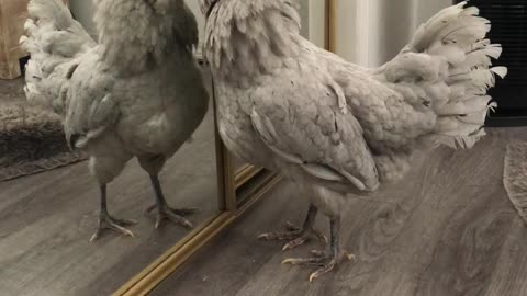Hen Fights Her Reflection