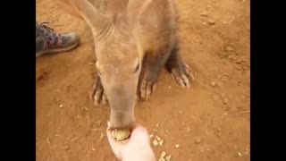 Hand-feeding a rescued aardvark