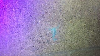 Scorpion Glows in the Dark with UV Flashlight