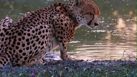 Cheetah animal
