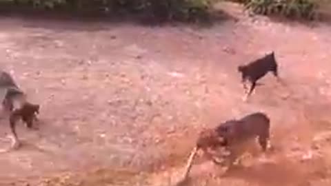 Dog and snake fight amazing video