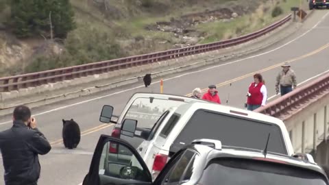 Black Bears Take Over the Highway