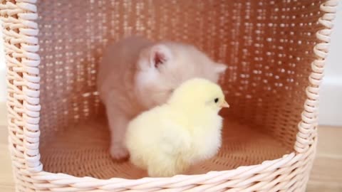 Cute pet cat and chicken