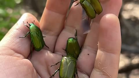 Green Flower Chafer Beetles Taking Flight