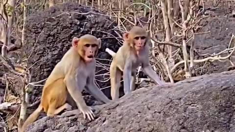 Monkey Reaction 😂🙊🐒🐒