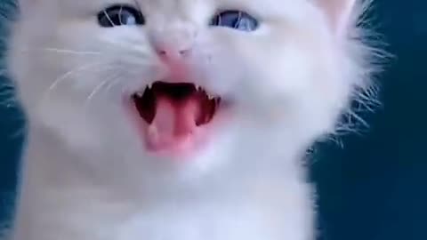 cute pussy