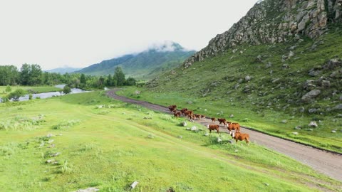 Cow hilariously gives passersby some good directions