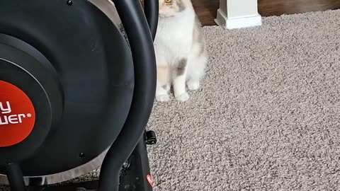 Kitten Rides Eliptical