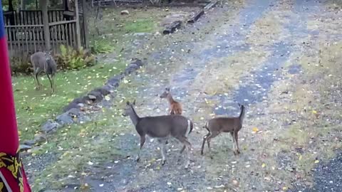 Deer 🦌 Fawn 🦌 NW NC Good morning from The Treehouse 🌳 They already ate 🍎 🥜 hoping for more 😂
