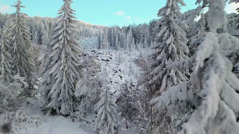Drone Footage of Winter Landscape of Pine Trees