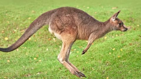 How High And Far Can A Kangaroo Jump kangaroo jumping high fence kangaroo jumping 30 feet
