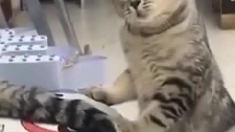 Cute Cat Funny Short Video Must Watch Cute Animals Video funny #shorts