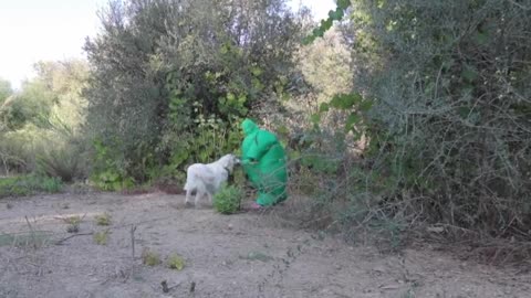 Funny Dog Bailey & Chub Suit Man wGIANT BALLOON! Golden Retriever Playing & Blows Bubbles in Water