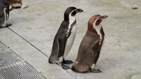 standing penguins