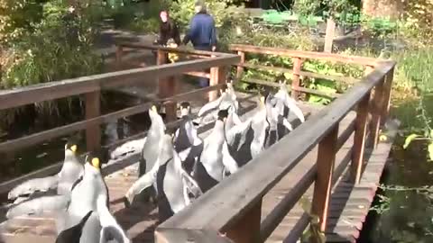Penguin Walk - Zoo Basel