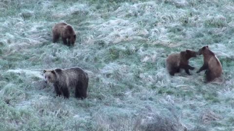 Grizzly Cubs Playing at Sunrise in Wyoming