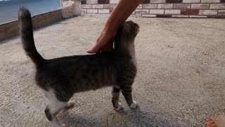 Cat who wags her tail from side to side while petting her is very cute