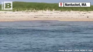 STAY OUT OF THE WATER! Large Shark Attacks Seal Near Nantucket Island amid Swim Ban