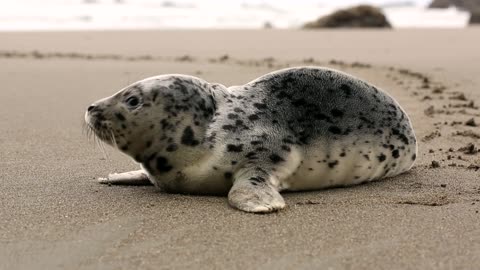 Cut Seal On The Beach