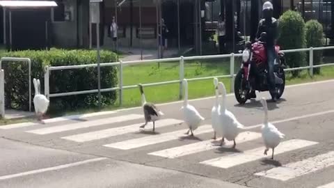 A family of geese crossing road and everyone stopped