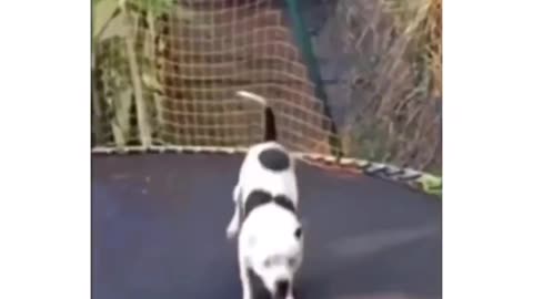 Cute puppy is jumping on trampoline