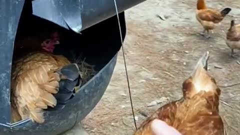 Hen Farming Best Idea - How To Get Eggs From Hens in Large quantities