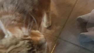 Cat and Baby take turns rubbing heads