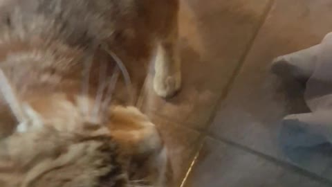 Cat and Baby take turns rubbing heads