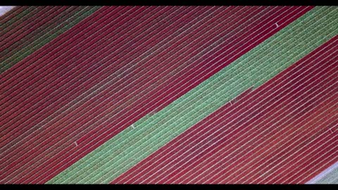KEUKENHOF 🇳🇱 AMSTERDAM Drone 4K World's largest Tulip Fields 2022