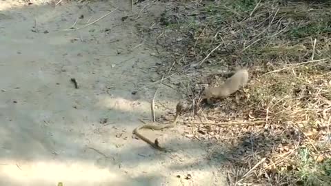 Fight between cobra and mongoose