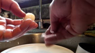 Flock it farm: hardboiled pigeon egg