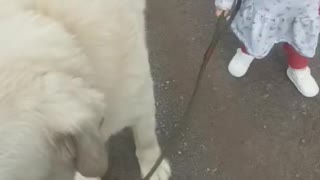 Little girl learns to walk huge dog!