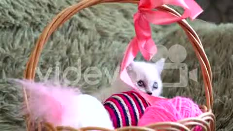 White cute kitten sitting in a basket with balls of wool
