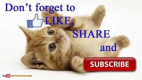 FUNNY ANIMAL VIDEOS