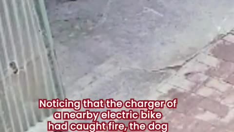 Dog prevents fire by unplugging burning electric bike charger
