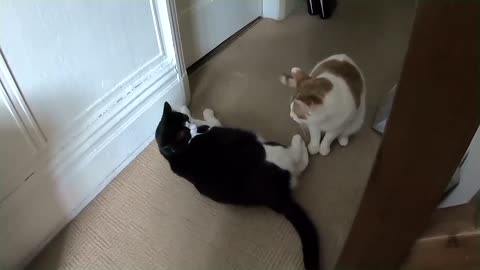 Cat Fight