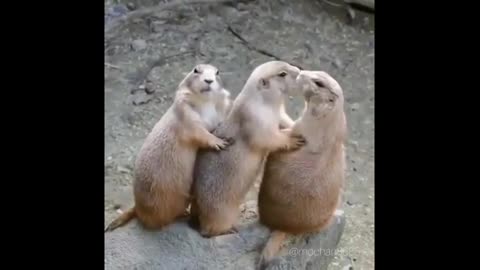 FUNNIEST ANIMALS - Funny and Cute Animals Video