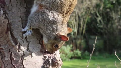 Feeding Time For This Cute Squirrel