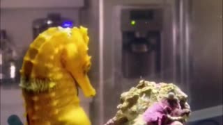 Seahorse starting to have contractions