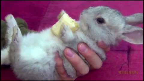 baby rabbit having banana