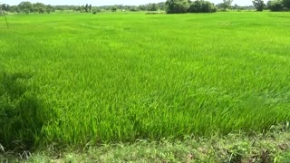 Beautiful Sri Lanka Paddy Field