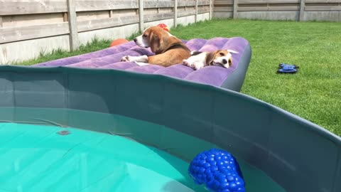 Beagle Puppy Feels Water for The First Time! Cute Beagle Puppy Marie