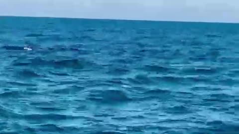 Baleia carrega filhote na cabeça no litoral de SP