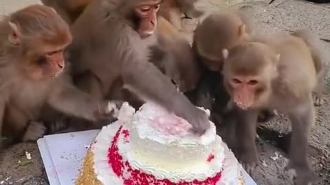 Monkey's 🐒 happy birthday 🎂🎈